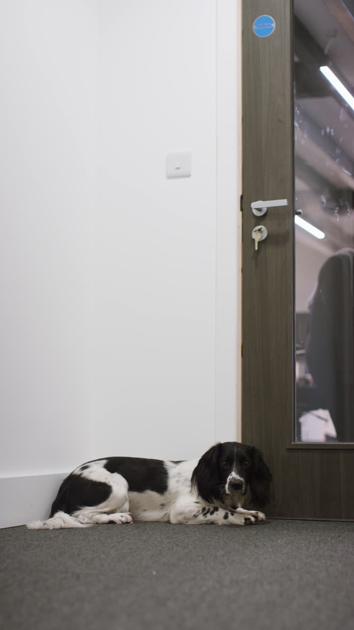 개가 고 있는 수직 촬영 04