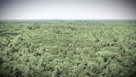 black and white aerial drone footage flying over maine’s swamp forest. rivers, creeks, ponds, and dense trees create dramatic wetland wilderness in lush summer jungle environment.