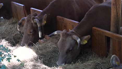 side view of multiple brown cattle cows eating dried straw on farm