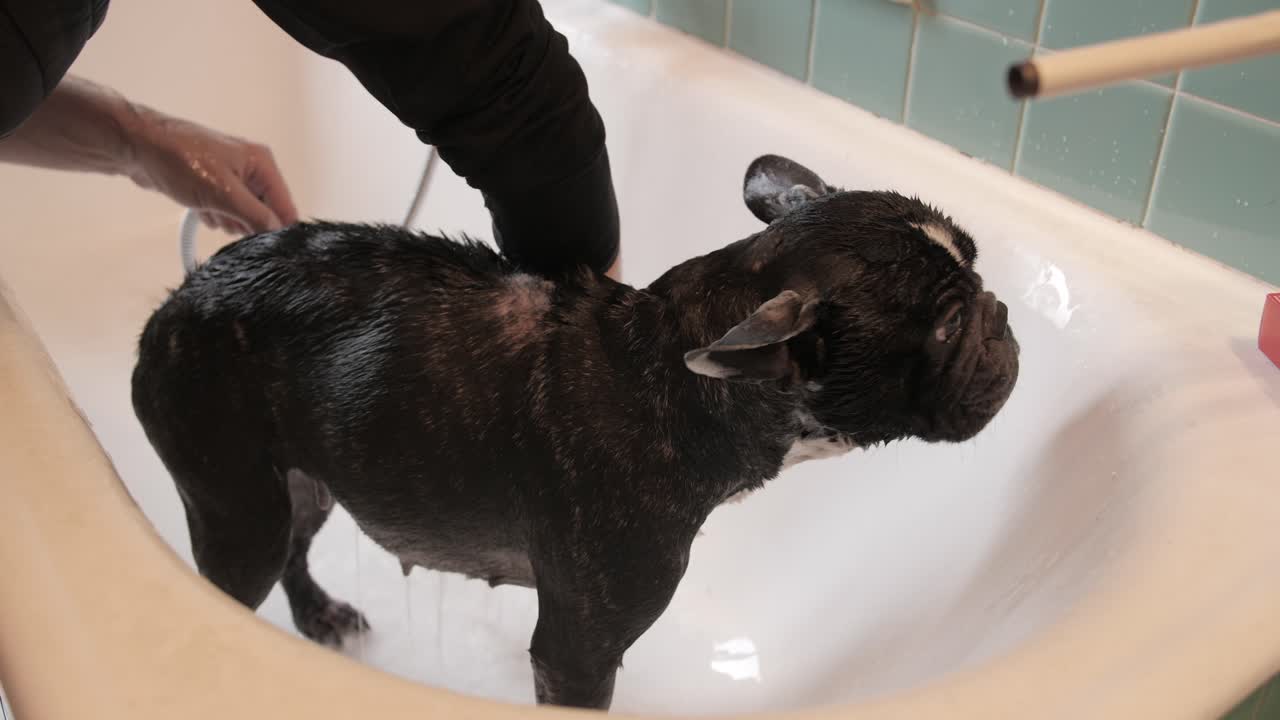 Washing a French Bulldog in a bathtub
