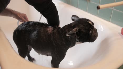 washing a french bulldog in a bathtub