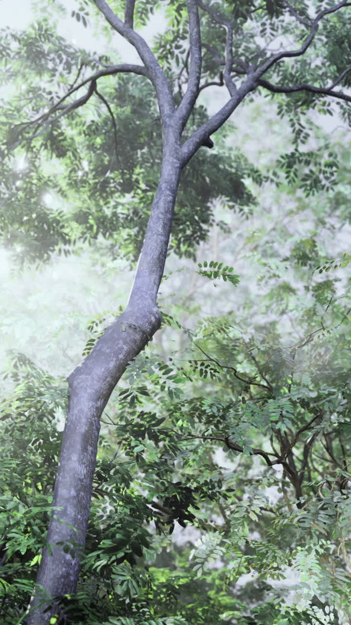 Lush green forest landscape under soft sunlight filtering through trees