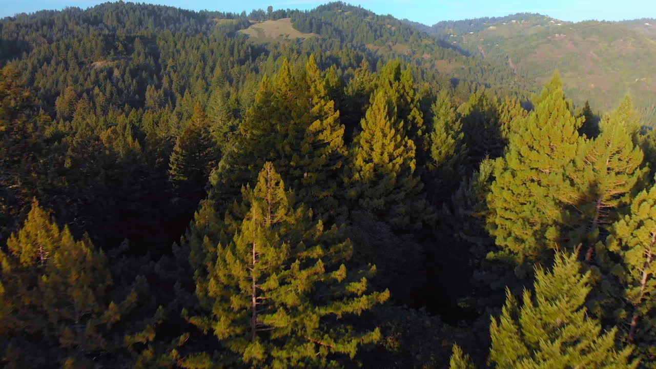 在金色森林山谷的树高低空中