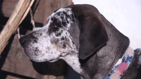 portrait of a purebred catahoula leopard dog  with blue eyes
