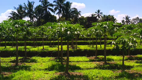 saplings of papaya trees in tropical agricultural plantation in bali