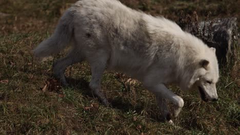 arctic wolf walks down grassy hill slomo closeup