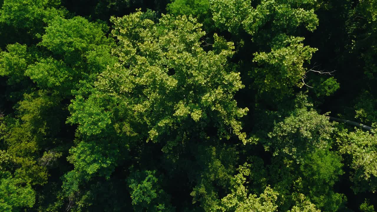 thick green canopy basks in sunlight above Blato’s riverside woodlands near Zagreb