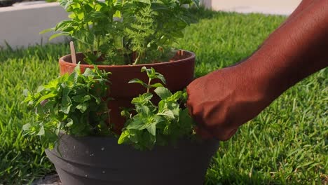 pruning fresh mint out of the pot