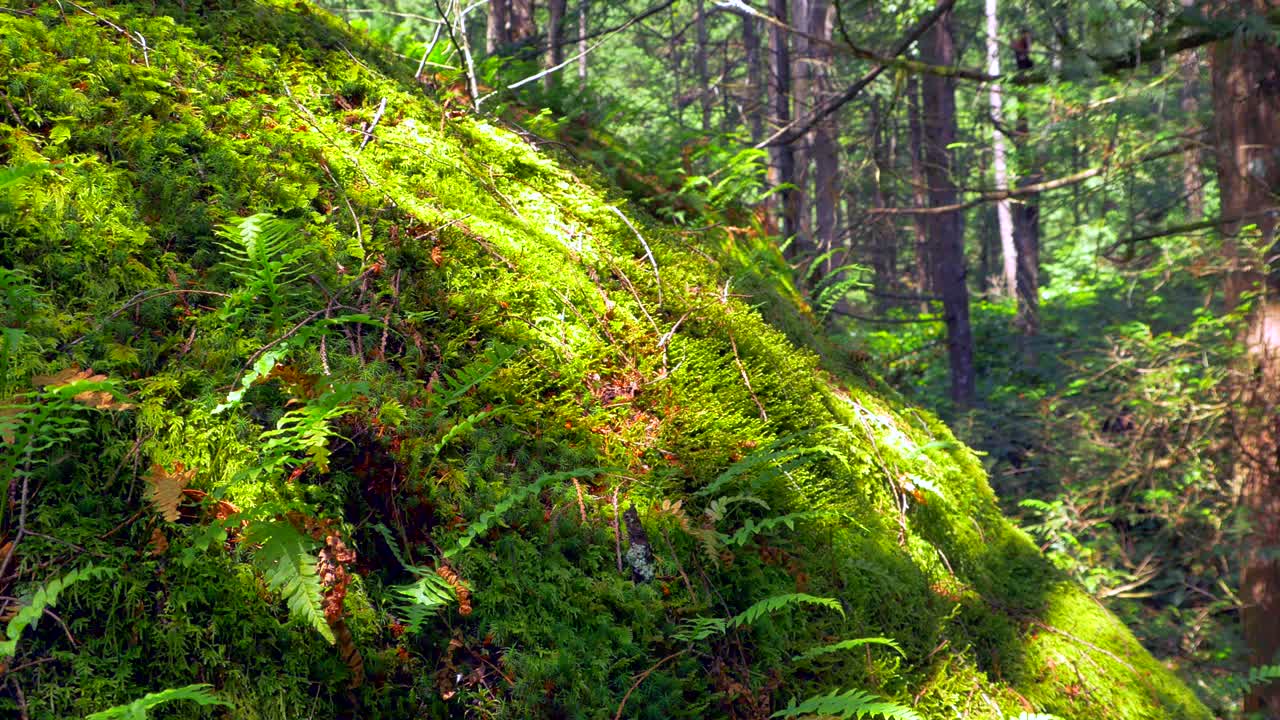 Soft Moss and Fern Plants in Nature, Macro Close Up Rain Forest