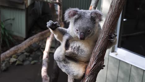 a cute koala bear scratches its belly while sitting on a tree branch in an australian wildlife rescue tourist attraction