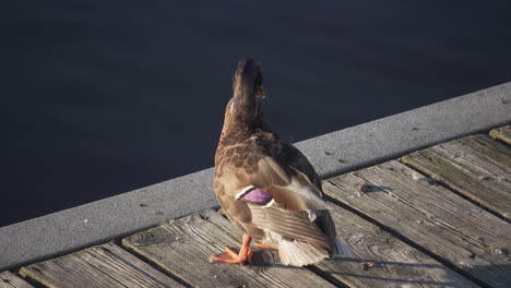 a duck cleans it feathers on a dock in the charles river near moody street bridge in waltham, ma