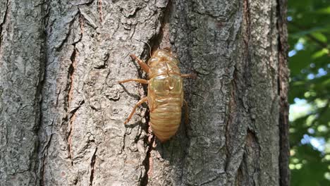 a close-up view of a cicada emerging from its shell on a tree bark, showcasing the intricate details of its exoskeleton and natural habitat