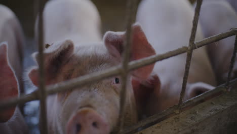 pigs in a farm pen