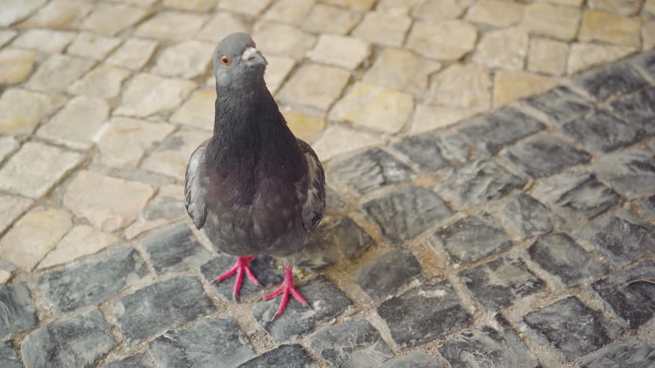 paloma curiosa esperando migas de pan 4k