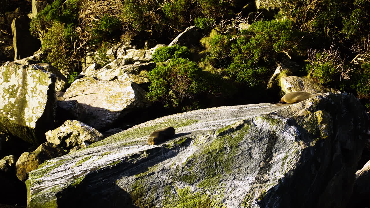 pasando por roca de foca con animales salvajes descansando en la parte superior, vista de movimiento