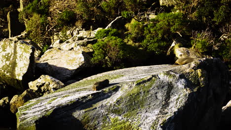 passing by seal rock with wild animals resting on top, motion view