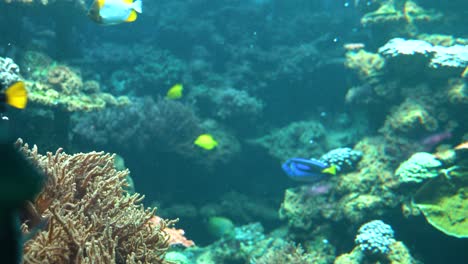 Many-colorful-tropical-fish-inside-tank,-underwater-view