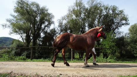 rumano en traje tradicional camina junto al caballo 1