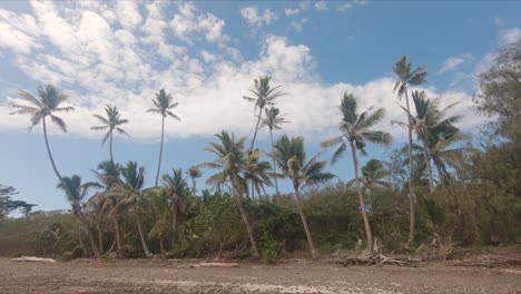 palmeras en la playa con un cielo azul