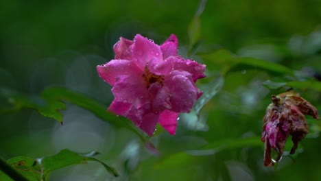 in the rainy season, eastern india receives heavy rainfall during the rainy season