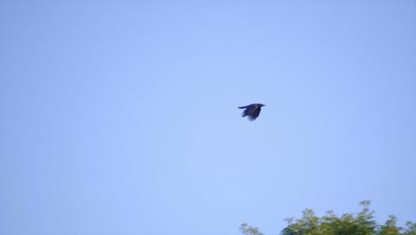 Pájaro-Halcón-Volando-En-El-Cielo-Azul-Sobre-Los-árboles