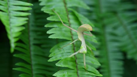 mantis religiosa, rhombodera megaera, tailandia