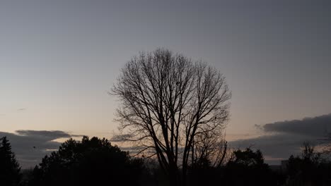 Flock-Of-Birds-Flying-And-Perch-On-Bare-Tree-During-Sunrise