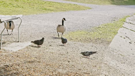 2-Gansos-Vienen-A-Comer-Alimento-Perturbando-Palomas---Stanley-Park-Vancouver