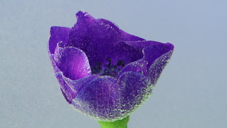 flor de anémona púrpura con burbujas