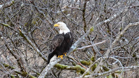 un águila solitaria se sienta en el espeso cepillo de árboles de aliso de la isla de kodiak, alaska, mientras busca comida