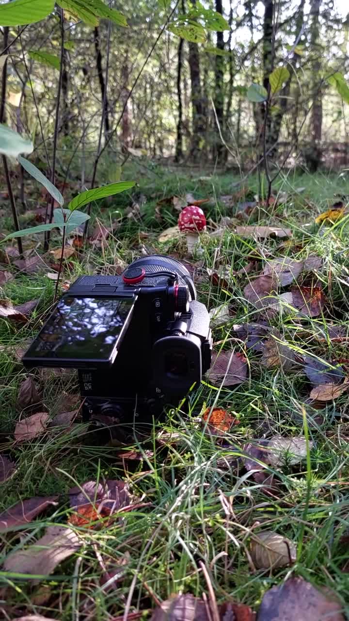은 버섯 과 사람 을 가진 숲 사진
