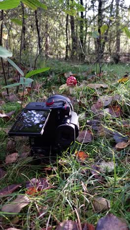fotografía del bosque con hongo rojo y persona