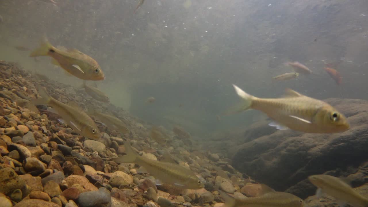 kaeng krachan 국립 공원은 많은 환상적인 야생 동물의 서식지이며 개울은 동물이 마시고 물고기가 헤엄칠 수 있는 신선한 물의 생명원입니다.