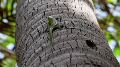 green lizard  moving on a tree, philippines