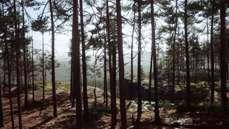 Pine-forest-on-the-mountainside