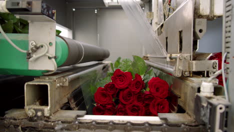 bunch of red roses on sealing machine