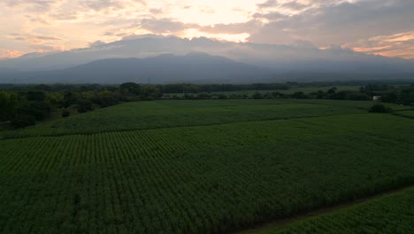 Agricultura