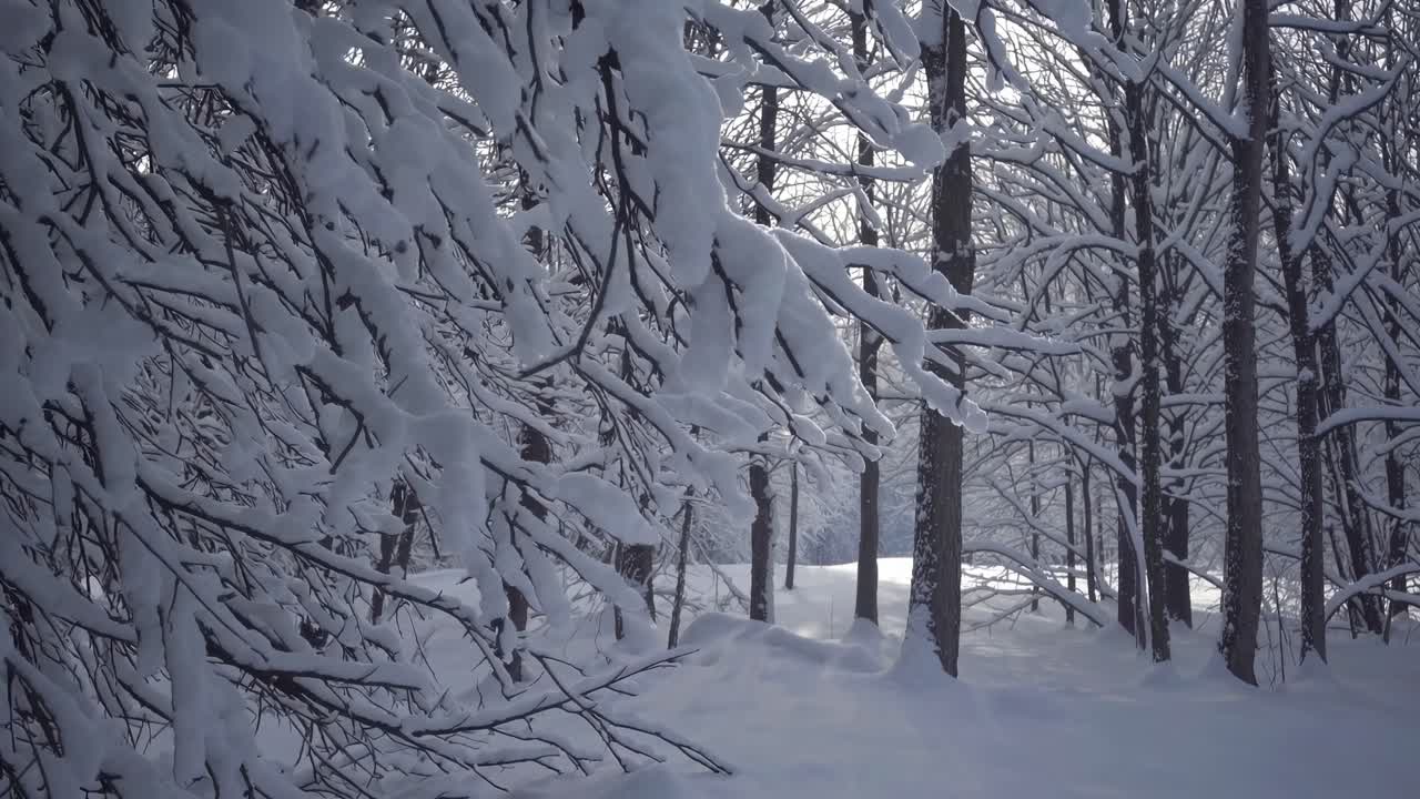 A serene winter forest scene captured at eye level, showcasing snow-laden branches