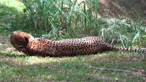 Playful-young-asiatic-cheetah,-acinonyx-jubatus-venaticus-lying-down-and-rolling-on-the-ground-on-a-sunny-day,-handheld-motion-close-up-shot