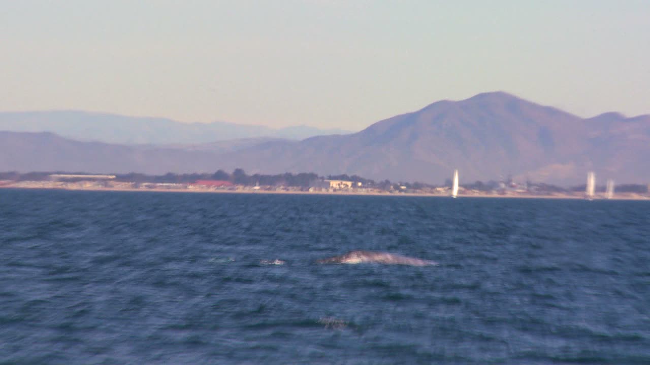 캘리포니아 산타바바라 해안에서 꼬리를 내밀고 고래가 잠수하고 첨벙거리며 카메라가 확대됩니다.