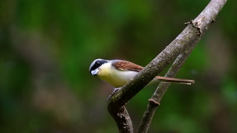 the tiger shrike got its name from the tiger-like pattern on its feathers as it is also a predator of a bird that feeds on insects, very small mammals, and even birds of its size