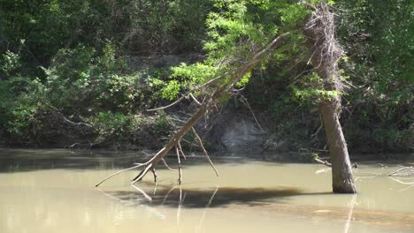 This-is-a-short-video-of-a-small-river,-flowing-around-a-fallen-tree,-causing-a-reflection-of-the-sun-onto-the-tree