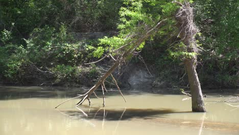 este es un corto video de un pequeño río, que fluye alrededor de un árbol caído, causando un reflejo del sol en el árbol