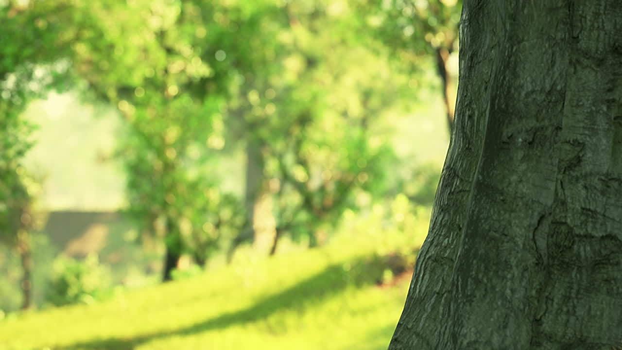 아름다운 여름 공원에서 해가 뜨는 광선