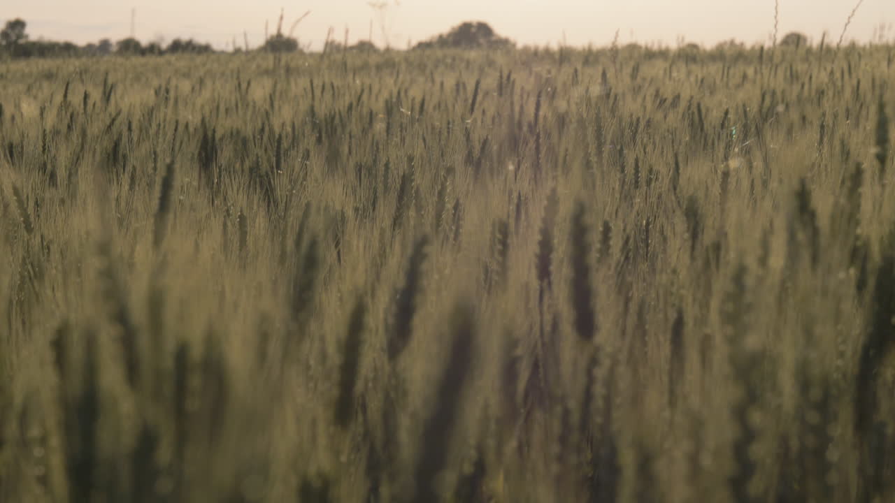 Slow motion tilt up wide shot of wheat during sunset