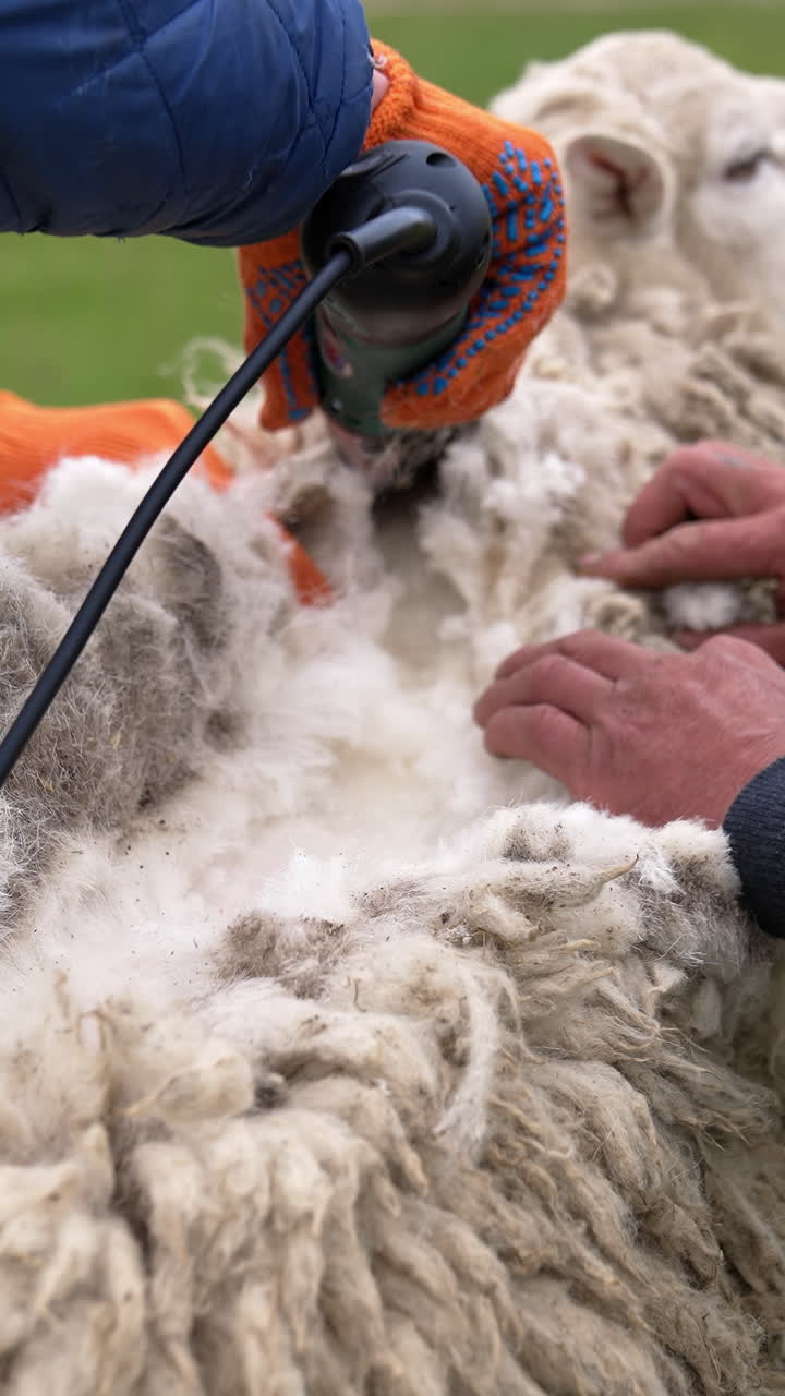 Process of shearing sheep. Farmers cutting fleece from domestic animal with electric machine outdoors. Production of ecological wool. Vertical video