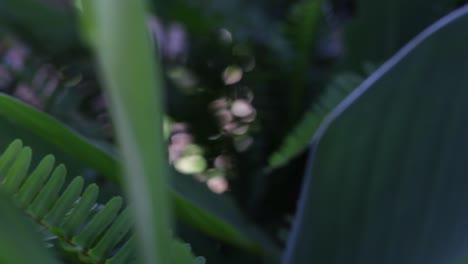 A-focus-pull-in-and-out-of-green-leaves