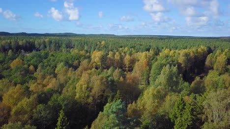 Early-autumn-in-forest,-aerial-top-view,-mixed-forest,-green-conifers,-deciduous-trees-with-yellow-leaves,-fall-colors-countryside-woodland,-nordic-forest-landscape,-wide-angle-establishing-shot