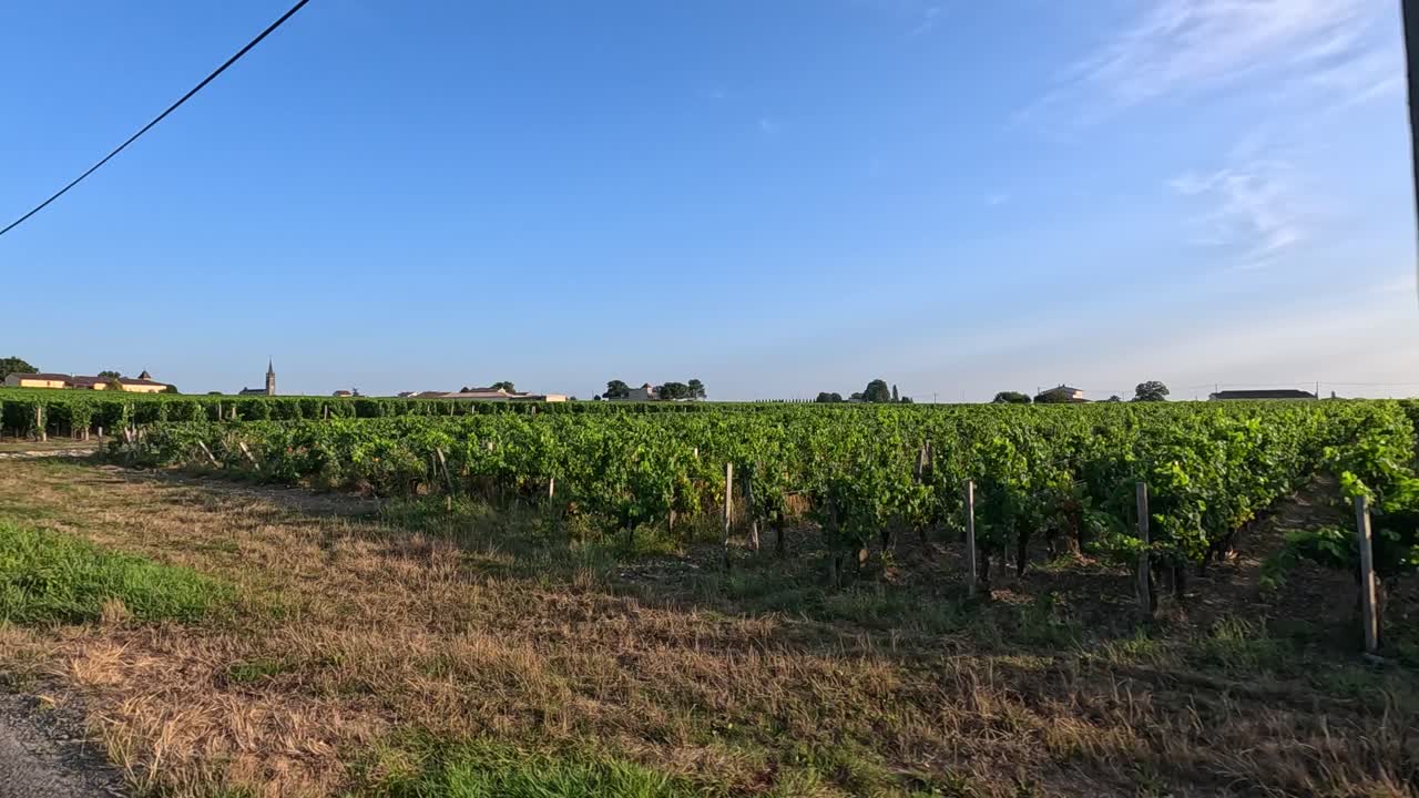 Paesaggio vitivinicolo suggestivo sotto un cielo azzurro e limpido
