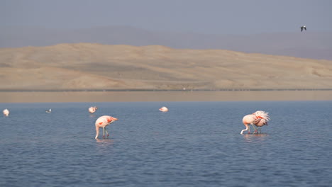 Comportamiento:-Los-Flamencos-Se-Enfurecen-En-El-Fondo-Fangoso-De-La-Laguna-En-Busca-De-Comida